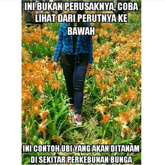 meme