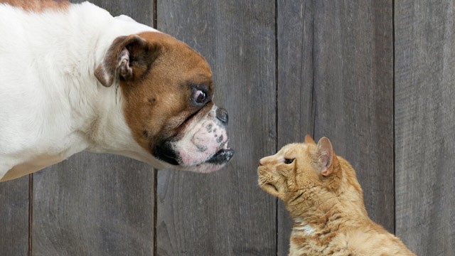 dog & cat