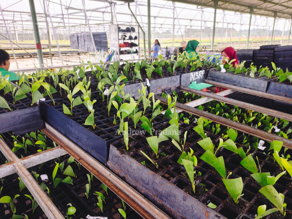 Melihat proses penumbuhan pohon muda di Kerinci Central Nursery 2
