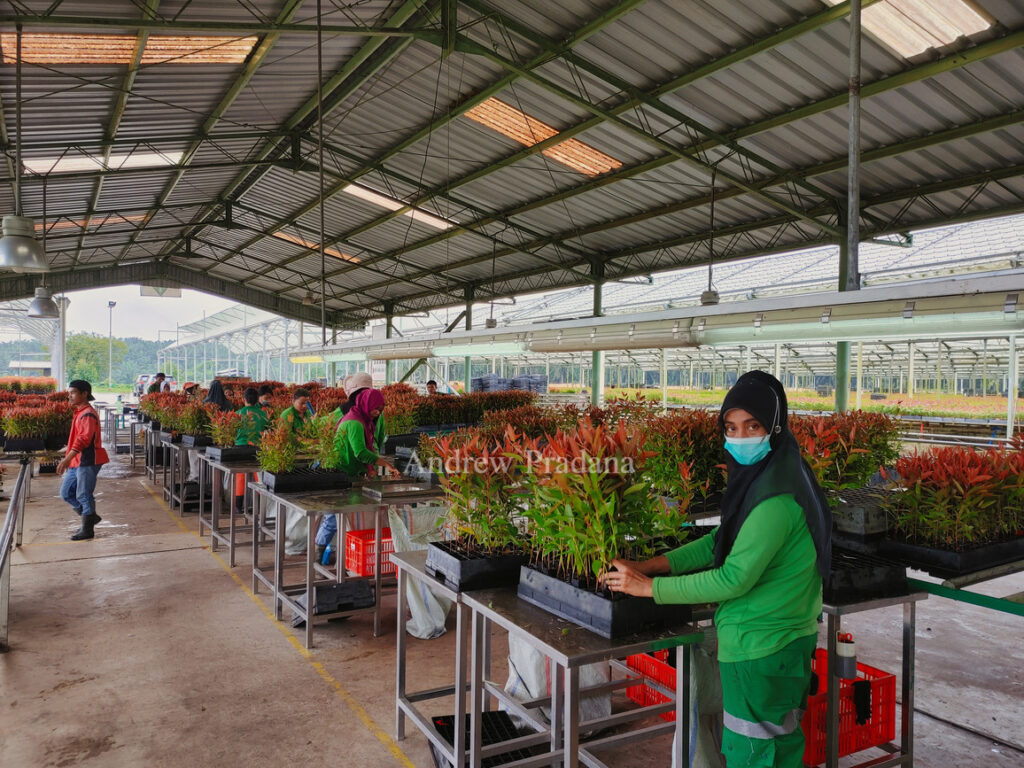 Melihat proses penumbuhan pohon muda di Kerinci Central Nursery 2