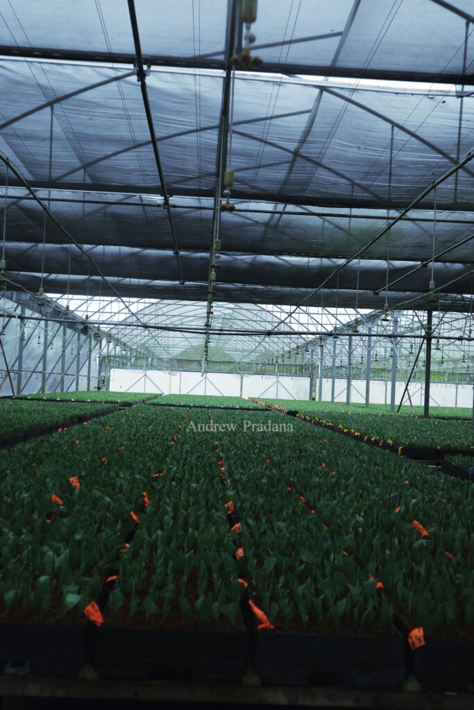 Melihat proses penumbuhan pohon muda di Kerinci Central Nursery 2