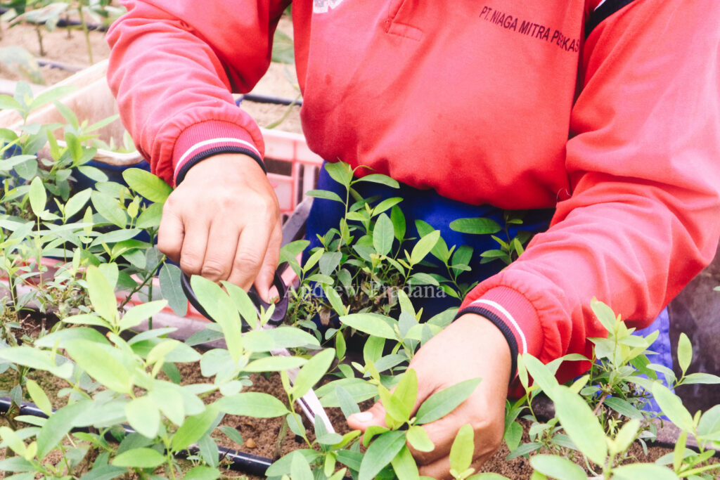 Melihat proses penumbuhan pohon muda di Kerinci Central Nursery 2